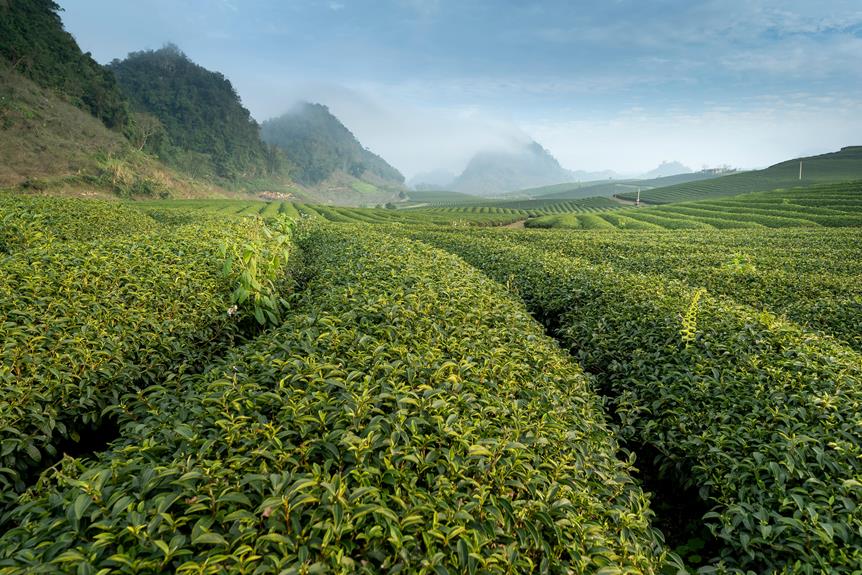 The Role of Terroir in Tea Production: How Environment Affects Flavor