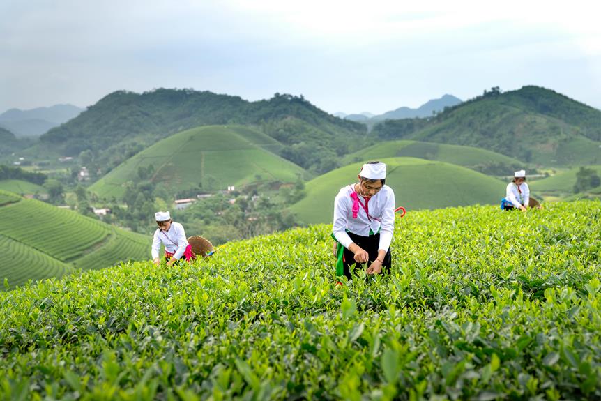 Sustainable Tea Farming: Practices and Innovations in the Industry