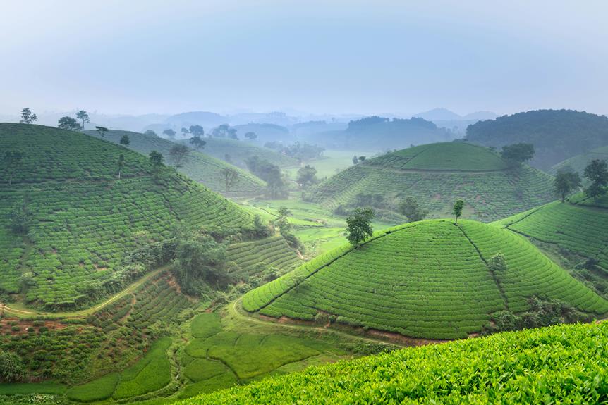 A Guide to Tea Harvesting Methods: Hand-Picked Vs. Machine-Harvested