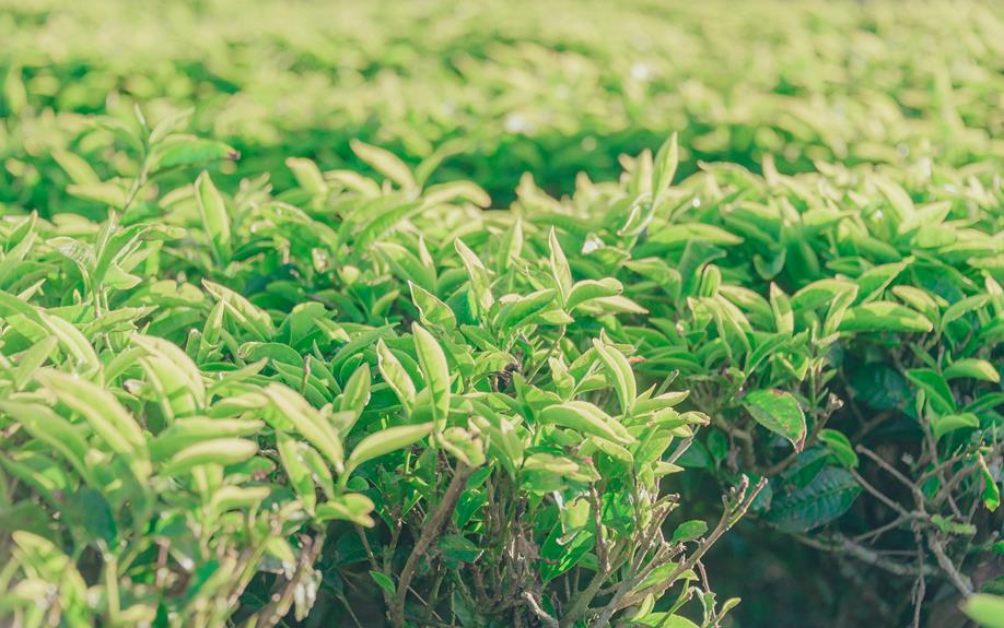 From Leaf to Cup: An In-Depth Look at Tea Production